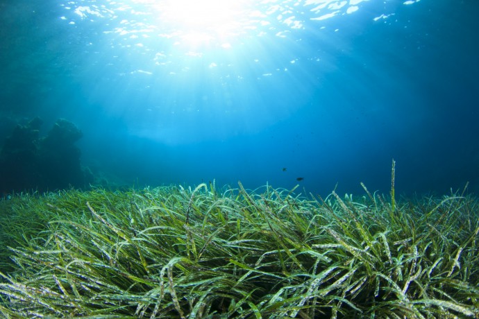 Underwater background in sea